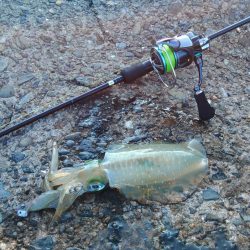 アオリイカ大きくなってきました！